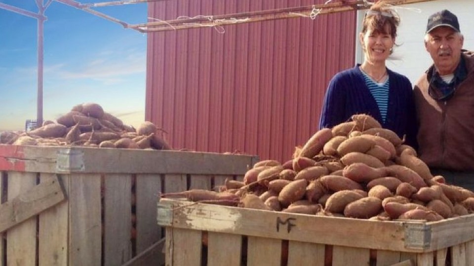 farmers with a sweet potato harvest