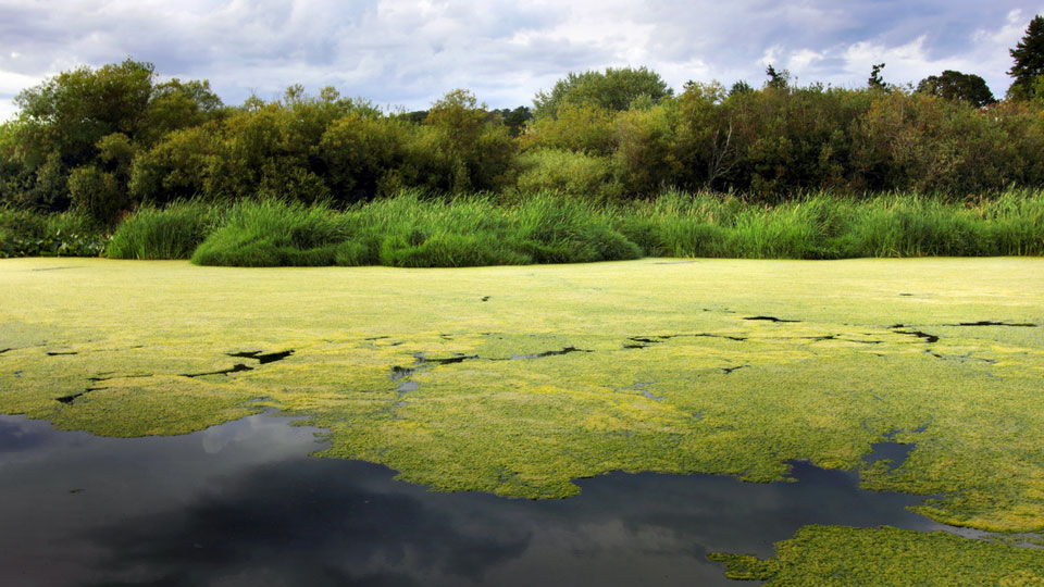 Blue green algae on lake