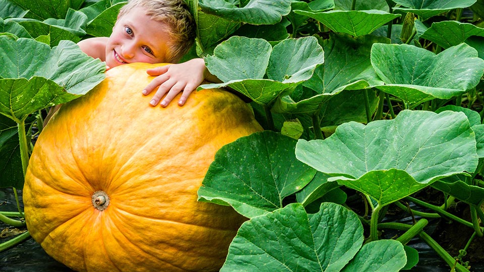 boy with a large pumpkin