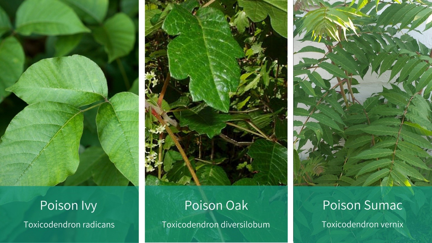 poison plant comparison