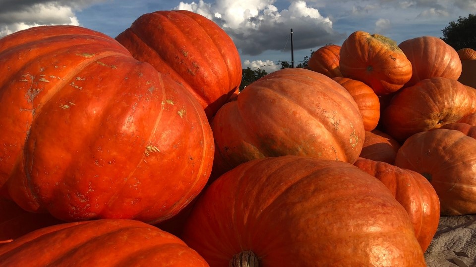 pumpkins from the plant stand okc 