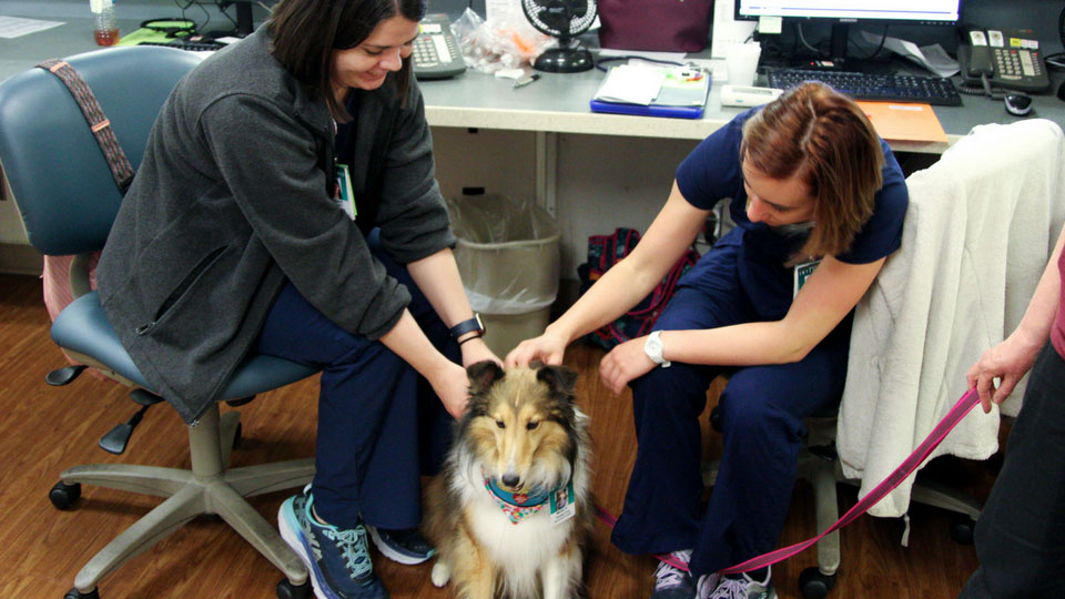 Molly Therapy Dog with nurses