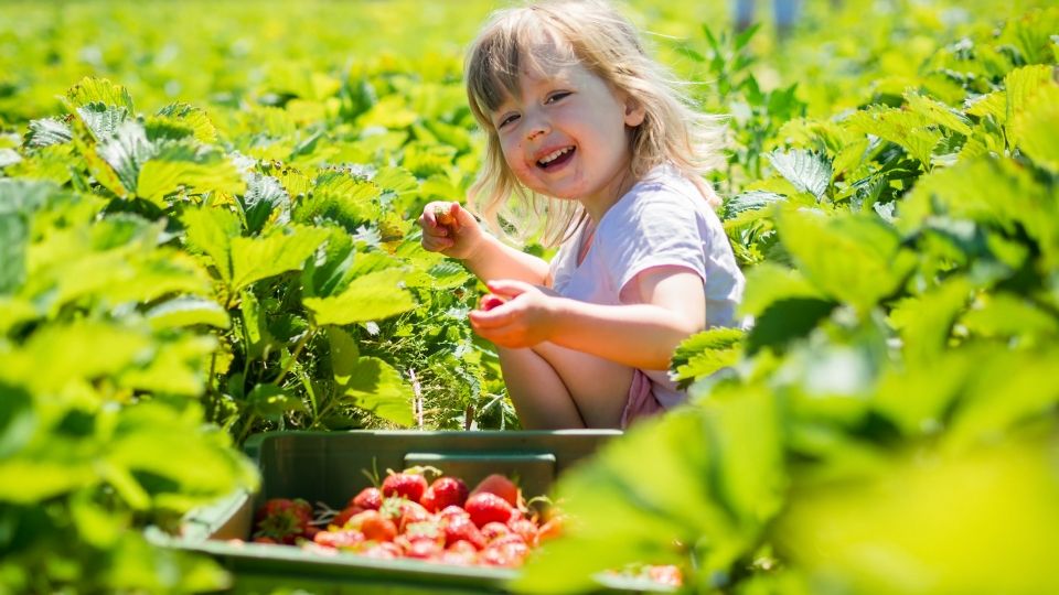 little girl eating strawberries at a farm