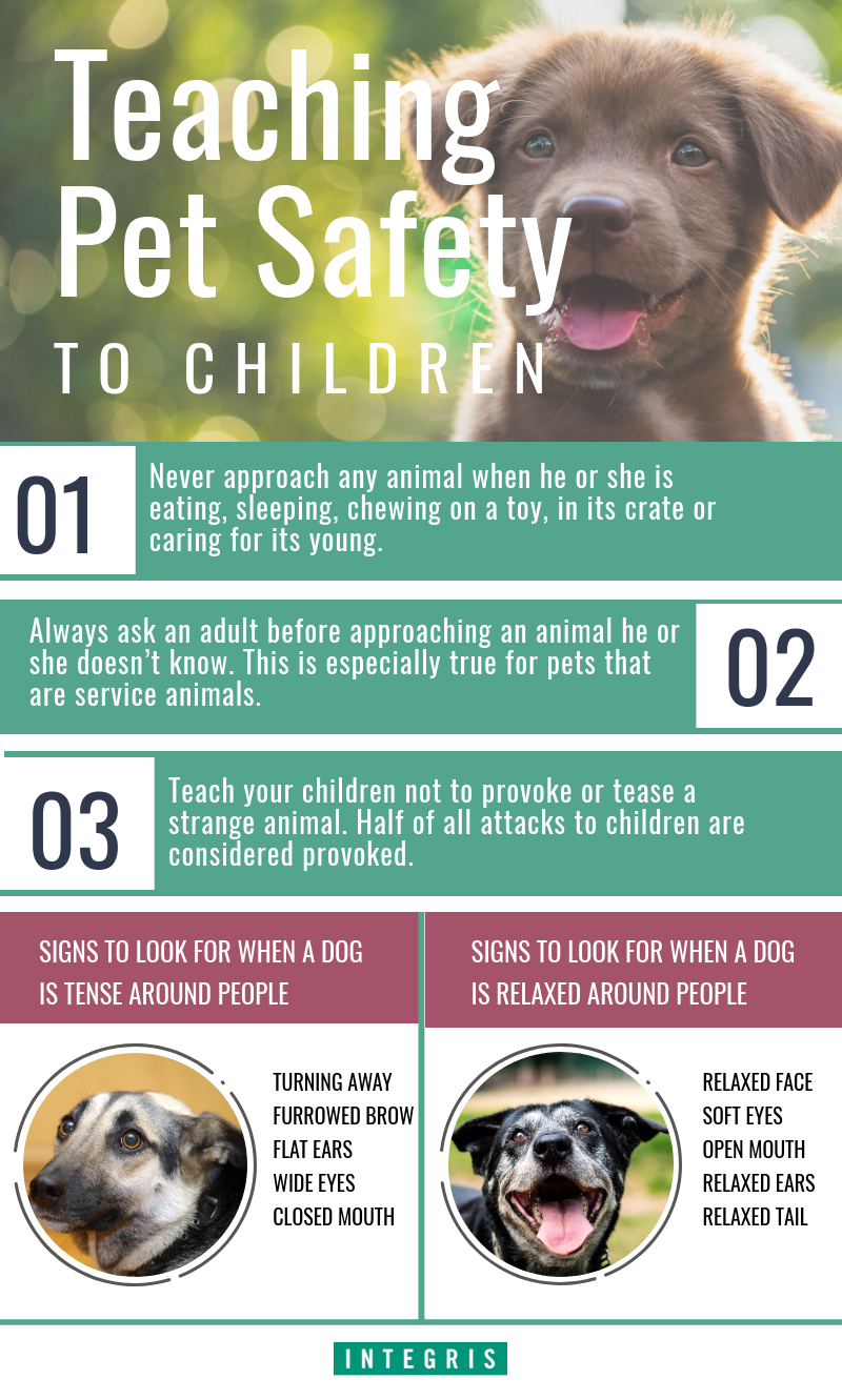 pet safety infographic