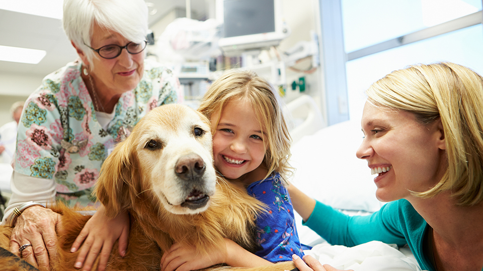 Therapy dogs