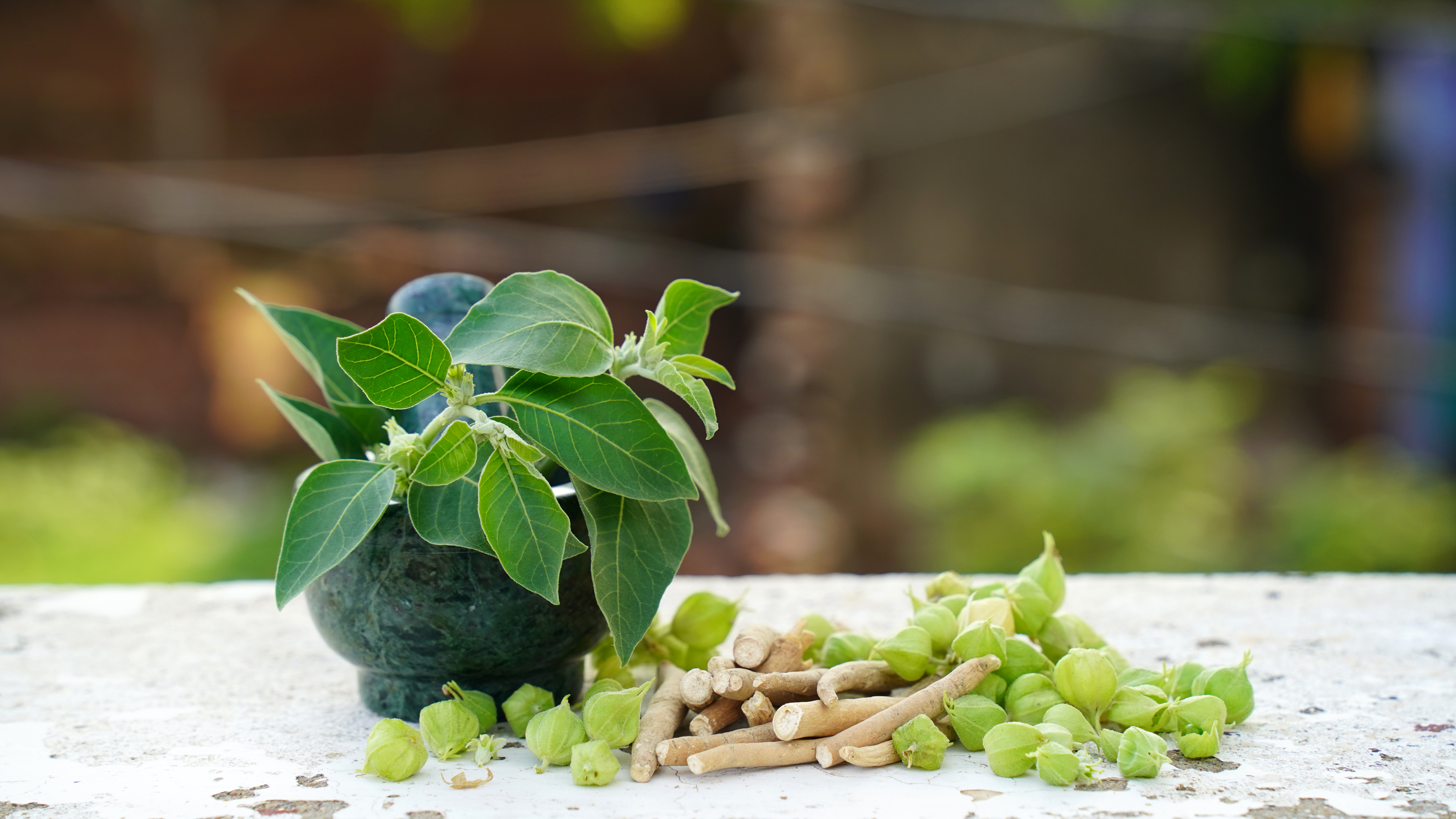 Ashwagandha Dry Root Medicinal Herb with Fresh Leaves, also known as Withania Somnifera, Ashwagandha, Indian Ginseng, Poison Gooseberry, or Winter Cherry. Isolated on Dark Background.