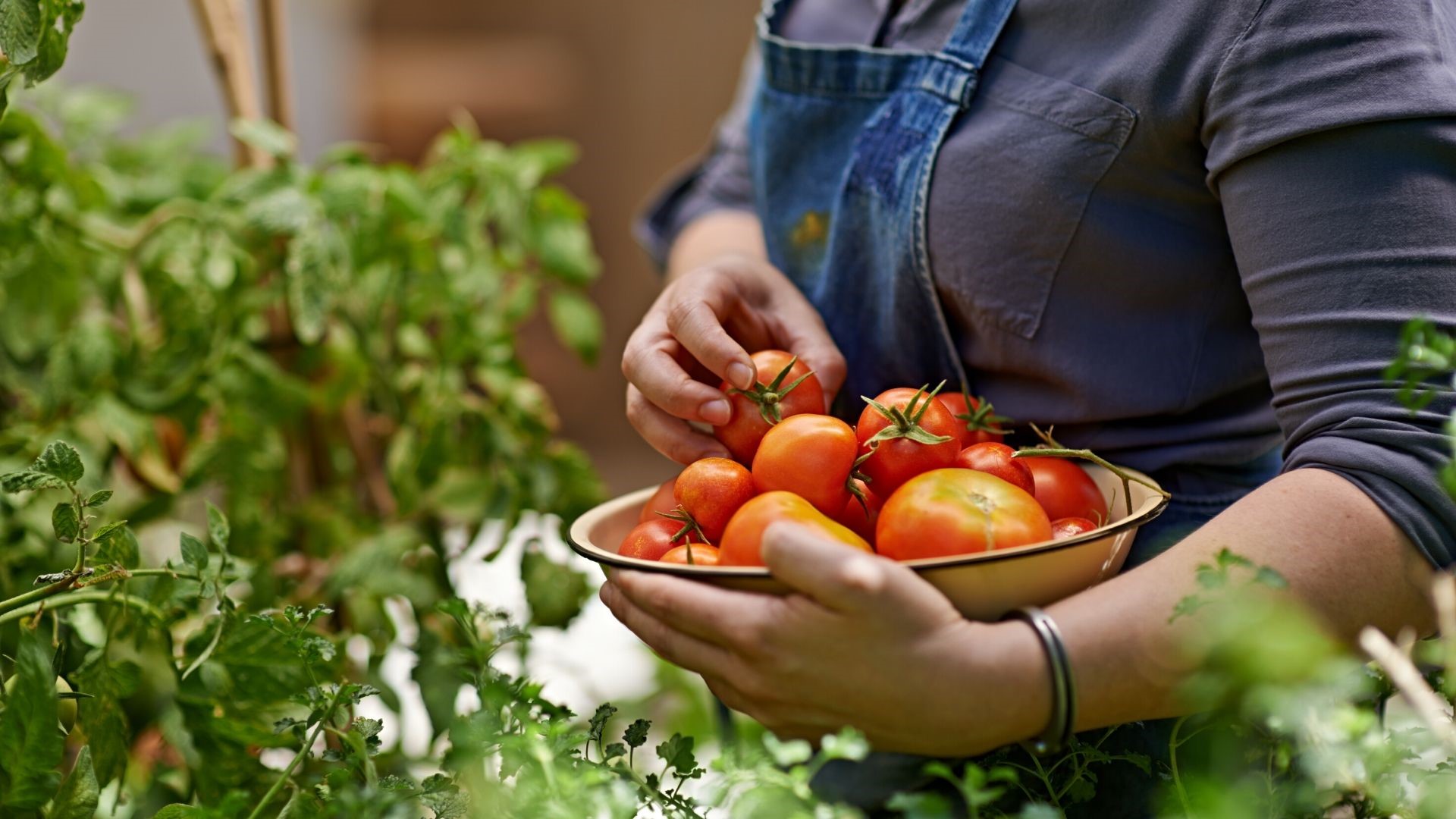 Picking Fresh Fruit