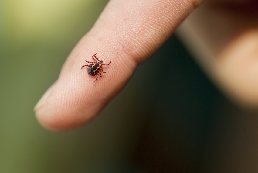 Ticks in Oklahoma