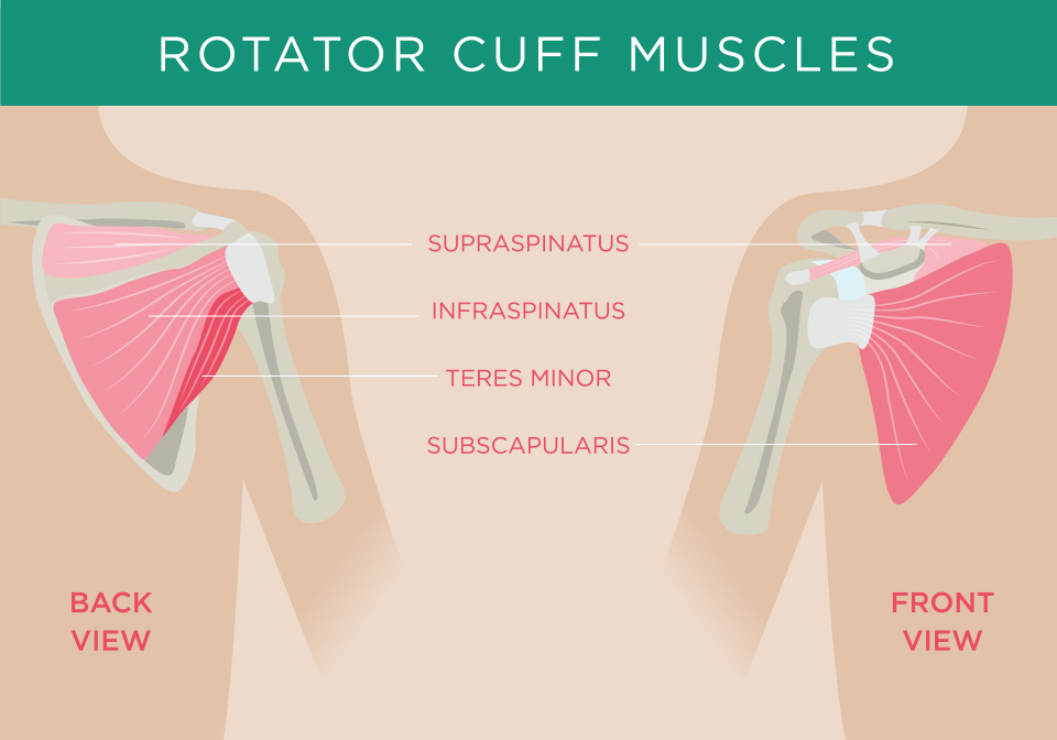 Rotator Cuff Illustration