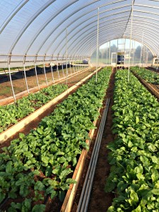 Phocas Farms Plants