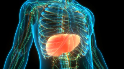 Photo of a liver