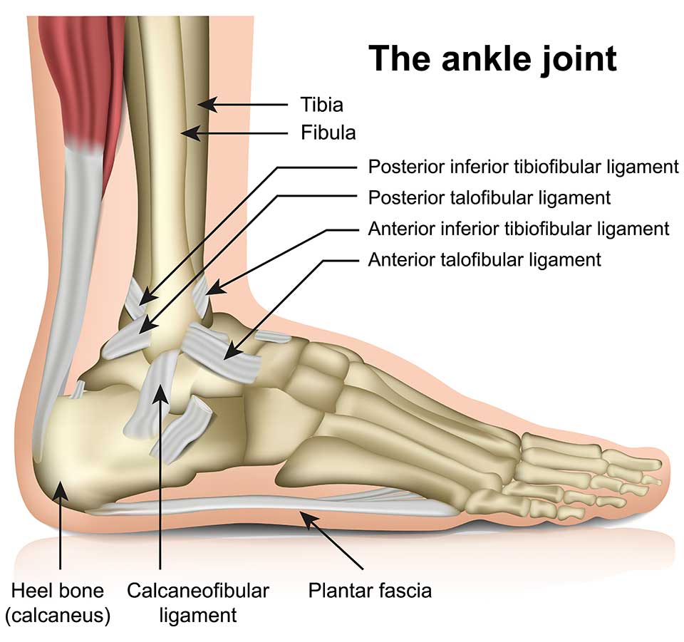 Anatomy of the ankle