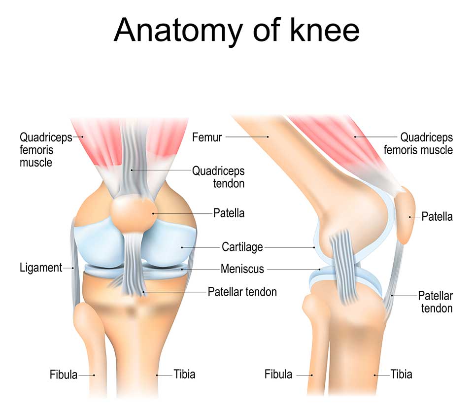 Anatomy of the knee joint