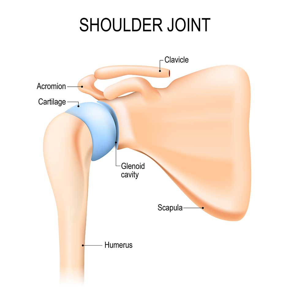 Anatomy of the shoulder joint