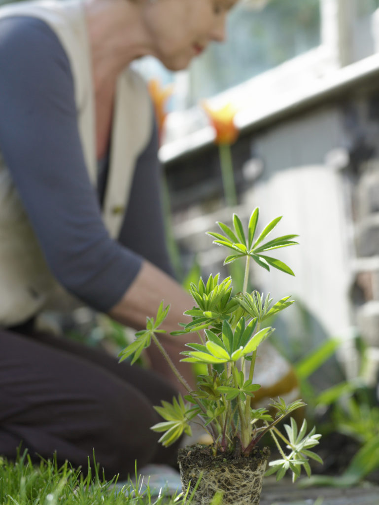 woman gardening