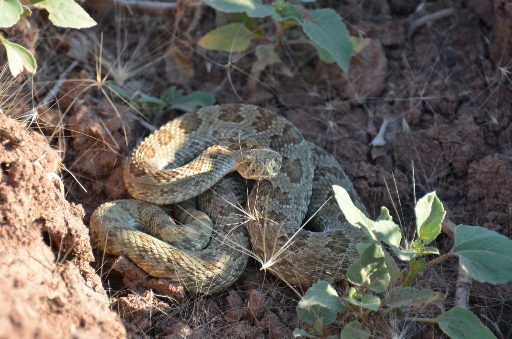 Western Diamondback Rattlesnake